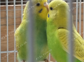 baby budgies for sale