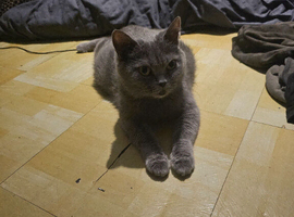 British shorthair kittens