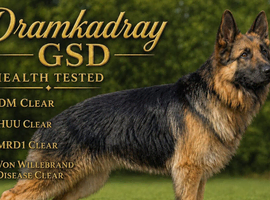 At Stud - not for sale . German Shepherd , Proven, KC Reg, health tested.