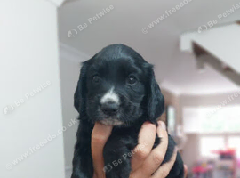 Kc registered Cocker Spaniel puppies