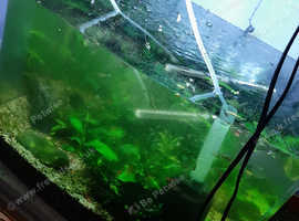 100l tank for sale