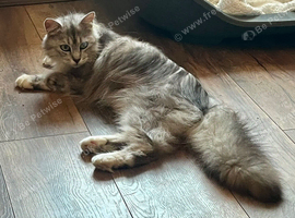 Pure Maine Coon Female