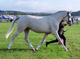 Performance horse with the temperament of a Labrador!