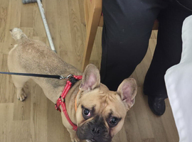 Bear French bulldog 14th old
