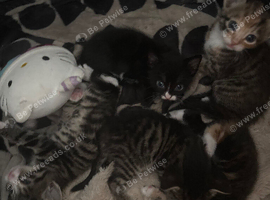 5 kittens available in 3 weeks