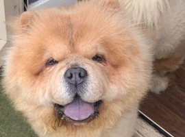 EXTREMELY RARE LILAC SMOOTH COAT CHOW CHOW &ndash; &pound;4,000 &ndash; FOREVER HOME WANTED