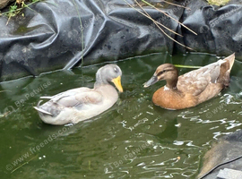 Mixed breed ducks