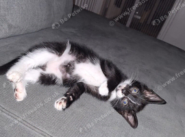 &pound;20..READY NOW!..BOY KITTEN.