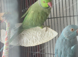 Pair of cage Ringneck&rsquo;s