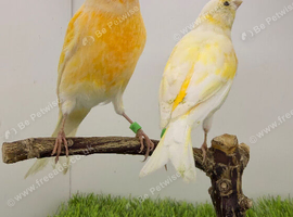 Yellow dimorphic canary pair