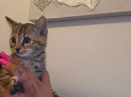 Kittens