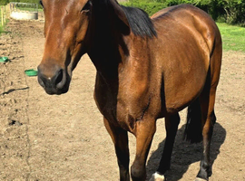 Lovely 3yr sports horse mare