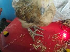 2 silkie Cross warren pair 5 weeks old