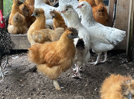 Silkie cross faverolle