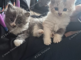 BSH X kittens