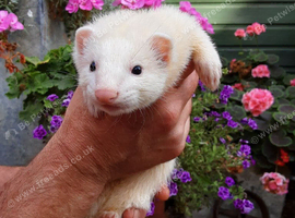 Black eyed white ferret kits for sale