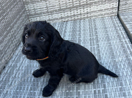 black cocker spaniel