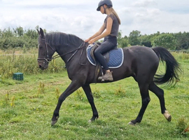 Super stunning mare