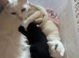 Turkish angora cross babies