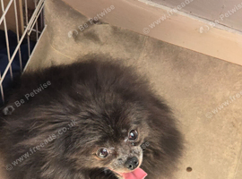 Blue adult female pomeranian