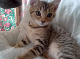 3 Bengal/mixed kittens - 13 weeks old looking for a new home