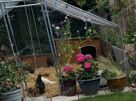 Chicken walk in run