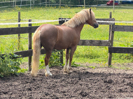 Very well bred chestnut mare