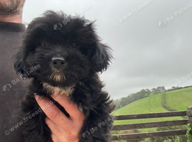 Gorgeous shihpoo pups