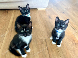 Beautiful British Shorthair Cross Kittens