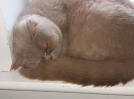 Beautiful British shorthair female cat for sale