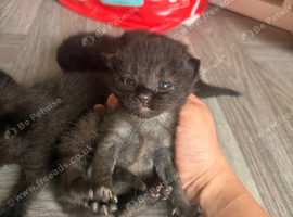 4 week old orphan kitten