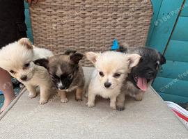 Micro teacup chilhuhaha and Pomeranian mix