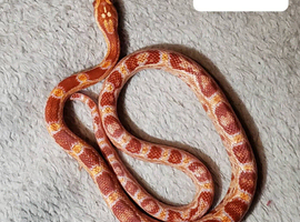 Babies Corn snakes