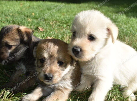 Gorgeous Rough Coated Jack Russell Puppies