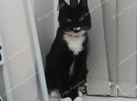 long hair female cat