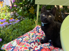 4 month old kitten for re homing