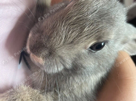 Rex Rabbit Mix Baby Baby Rex And French Lop Bunnies in Winkleigh | £200 - Mixed litter - 2 ...