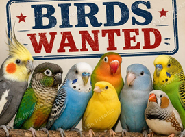 ALL BIRDS WANTED - BUDGIES - CANARIES - CONURES - COCKATIELS - FINCHES