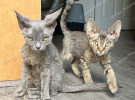 Devon Rex Pedigree GCCF Registered Active in Leeds