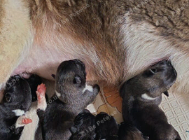 American akita pups