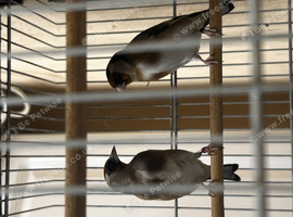 Pair goldfinch