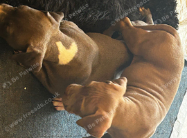 Standard bully pups 13wks
