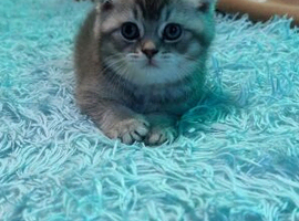 Scottish fold for sale