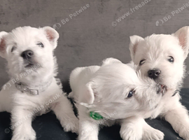 Gorgeous RKC reg West highland white terrier puppies