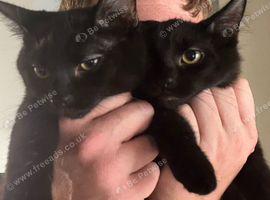 2 Kittens