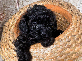 Beautiful Toy Poodle Boy Looking for Their Forever Homes Leeds