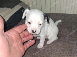7 chihuahua for sale