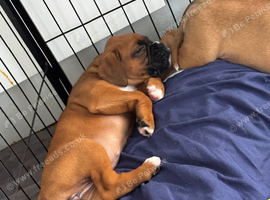 Champion breed boxer puppies