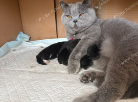 BshxTux kittens looking forever loving home