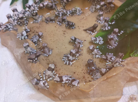 Amazon milk frogs